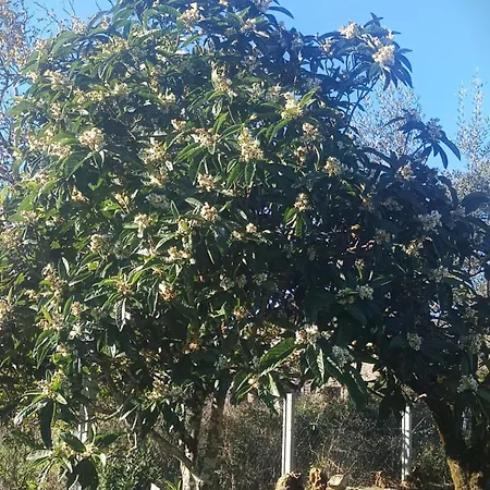 Casa Da Celeste-al Feriehus Areias (Santarem)